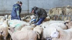 El pr�ncipe Guillermo, entre ovejas