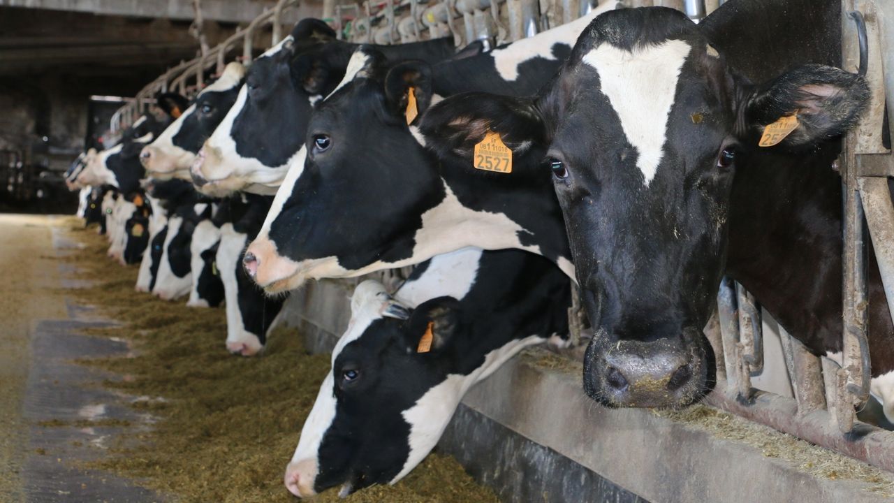 La Xunta abrió desde el 2023 medio centenar de expedientes sancionadores a industrias lácteas