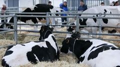 Novillas y vacas frisonas en una subasta de Sarria, de la feria de San Isidro, hace a�os.