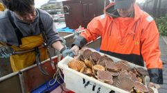 Descarga de vieira en el muelle de Curuxeiras