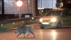 La presencia de jabal�es en la ciudad se ha vuelto un riesgo para los vecinos, que tambi�n se cruzan a estos animales incluso al volante, oblig�ndolos a estar en un estado de alerta constante.