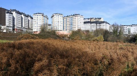 La vaguada de O Carme. La gran cantidad de vegetaci�n que existe en las fincas que conforman la vaguada do Carme propicia que los jabal�es se escondan en el lugar. De hecho, salen con mucha frecuencia a la calle, tal y como ocurri� el pasado fin de semana cuando grandes ejemplares se pasearon por las aceras de la ronda sin mostrarse asustados cuando les hicieron fotos y v�deos. fotos: alberto l�pez