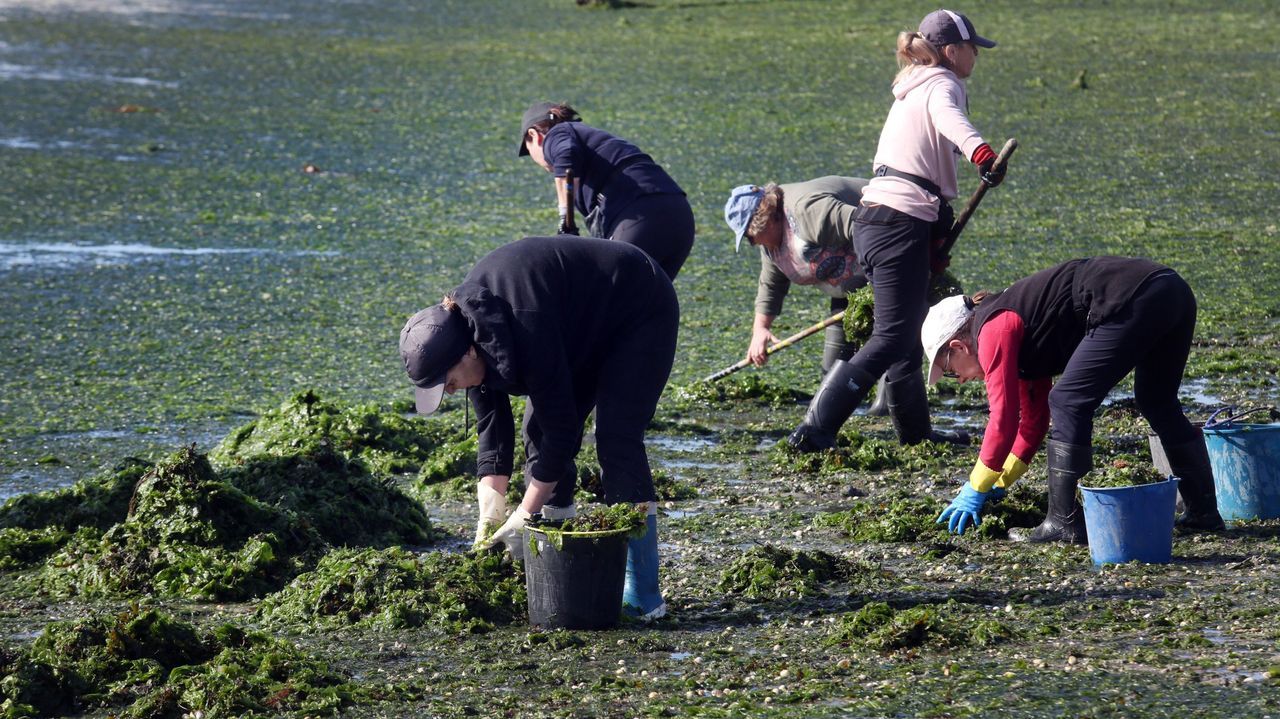 Mar financiará la retirada de algas en las zonas donde arriban de modo recurrente