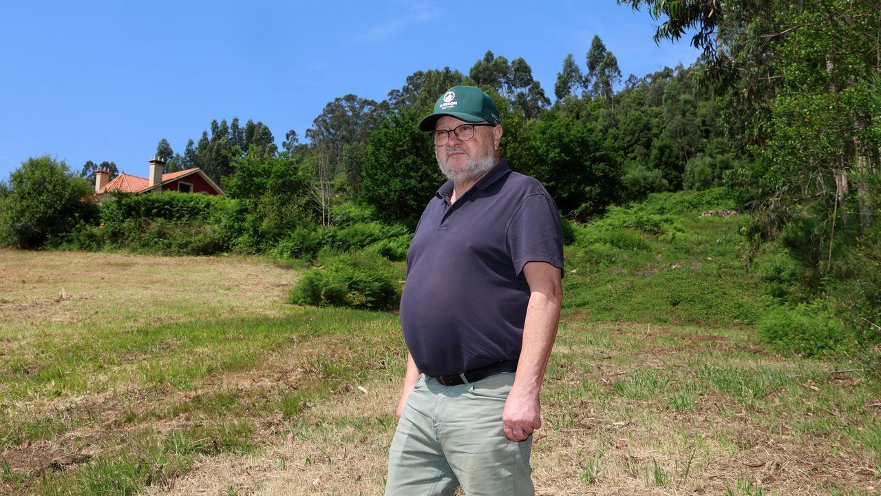 Cuenta atrás para el desbroce obligatorio de fincas en Galicia: «Tela ...