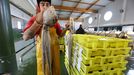 Un pescador con dos genuinos pulpos gallegos subastados en Bueu en el inicio de la campaa del 2019