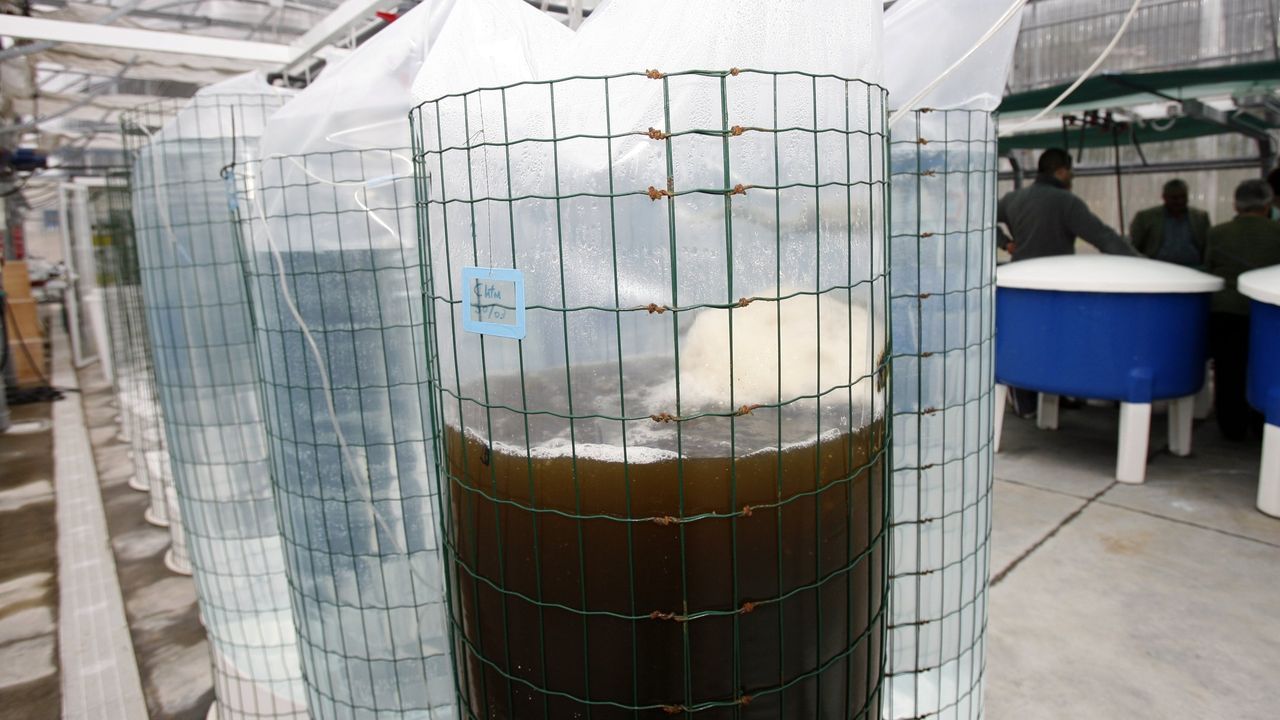 Mar pondrá en abril a funcionar de nuevo el minicriadero de O Vicedo