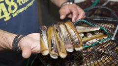Magn�ficos longueirones de la Costa da Morte