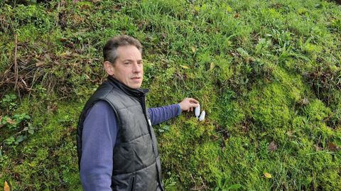 Miguel Tembra muestra un hongo silvestre comestible que abunda en Galicia, la especie coprinus comatus, conocida popularmente tambin como matacandil, apagador, barbuda o chipirn de monte.