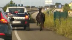 Captura del v�deo en la que se ve como la Polic�a Local intenta controlar al caballo