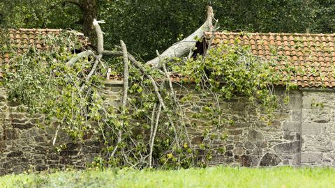 Una rama de un �rbol ca�da por el viento destroza el tejado de una ermita en Cabana de Berganti�os