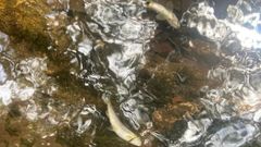 Peces muertos flotando en el ro Mera, el domingo