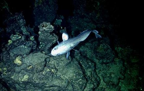 Las macr�ridos son habitantes comunes de las profundidades abisales