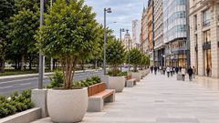 Recreaci�n del aspecto que tendr� el Cant�n Peque�o con los 12 ejemplares de laurel