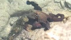 Un bl�nido protege sus huevos del ataque de un pulpo