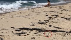 Cr�as de p�llara en las las dunas�en la playa sonense de Espi�eirido