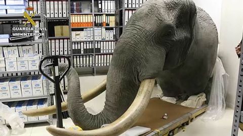 Los agentes interceptaron varias piezas, como la cabeza de un elefante disecado
