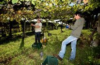 Los racimos deben ser bien revisados para que no lleguen a bodega con uvas en mal estado.