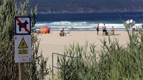 Las medusas invaden varias playas de A Maria