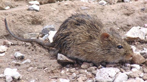 Rat�n colilargo.