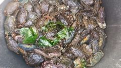 Cangrejos retirados por las cofrad�as del banco marisquero de Os Praceres, en Pontevedra