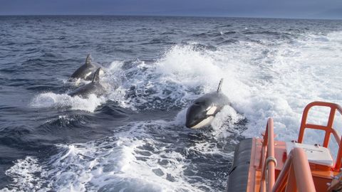 Orcas detrs de una lancha de Salvamento Martimo, en una foto de archivo