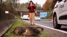 Una mujer fotografa a un jabal despus de que el animal provocase un accidente de trfico en la AP-9, a la altura de Bergondo en una imagen de archivo.