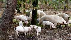 Imagen de una explotacin de porco celta