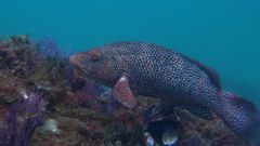 En Galicia, han realizado las investigaciones bajo aguas de las islas C�es y en Malpica.