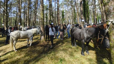 Muras celebra la Feira do Poldro e do Gando do Monte en A Gañidoira