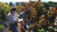 La finca de Portomar�n es gestionada por el grupo de investigaci�n en viticultura y sanidad vegetal de la USC