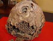 El nido, en Ulfe de Malados. 