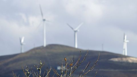 P�jaros en primer plano, y en segundo aerogeneradores de un parque e�lico