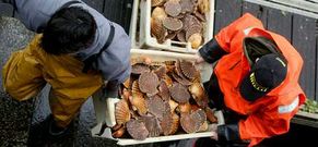 Descarga de vieira en el muelle de Curuxeiras por parte de mariscadores locales.