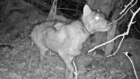 Lobo con restos de trampa en el cuello