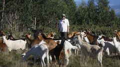 Carlos Conde, ganadero de Ponte Caldelas, con su reba�o de cabras 