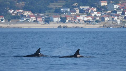 Imagen de archivo de unas orcas en la r�a de Arousa