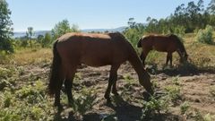 Caballos de pura raza gallega funcionan como cortafuegos en el monte de Leiro, en Rianxo