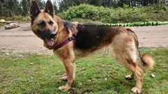Lassy tiene unos nueve a�os y lleva desde marzo de este mismo a�o en el refugio canino de Poio.