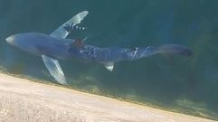 Avistan un ejemplar de tibur�n azul en el puerto de Malpica