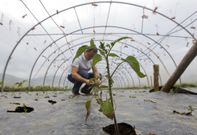 La humedad ralentiza el crecimiento de los cultivos en invernaderos, en la foto, de O Val. 