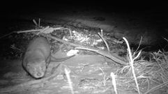 Una nutria en la playa de Area dos Cans, en la isla de Ons