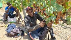 Temporeros en la vendimia en Valdeorras