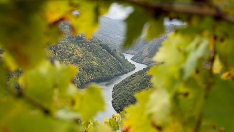 Estampa otoal de la ribeira de Doade con el Sil como protagonista