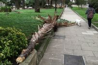 Una palmera se desploma sobre la acera de la plaza de Am�rica al mediod�a. 