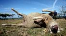 La valoraci�n oficial de una oveja de menos de seis a�os tras el ataque de lobo supera algo los cien euros