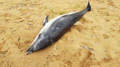 Imagen de archivo de un delf�n encontrado en las playas del �rea de Vigo