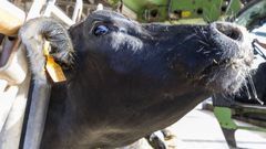 Imagen de archivo de una vaca
