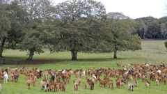 Cabras en una explotaci�n en el municipio de Gunt�n