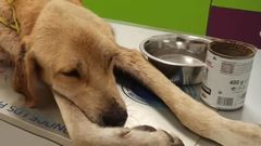 Encadenados, sin agua ni comida. As� ten�a un vecino de Padr�n a tres mastines
