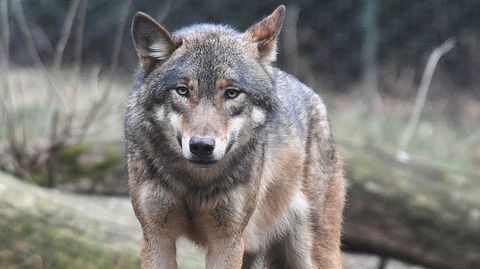 Un agente medioambiental, denunciado por condenar la matanza ilegal de lobos